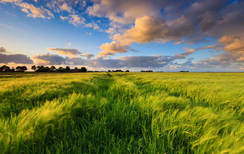 Agricultural field landscape